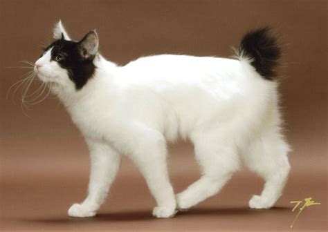 Japanese Bobtail Cat - Askideas.com