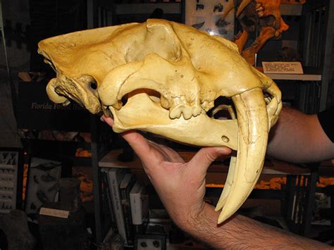 Smilodon Skull | Replica Smilodon skull at the Orlando Scien… | Flickr