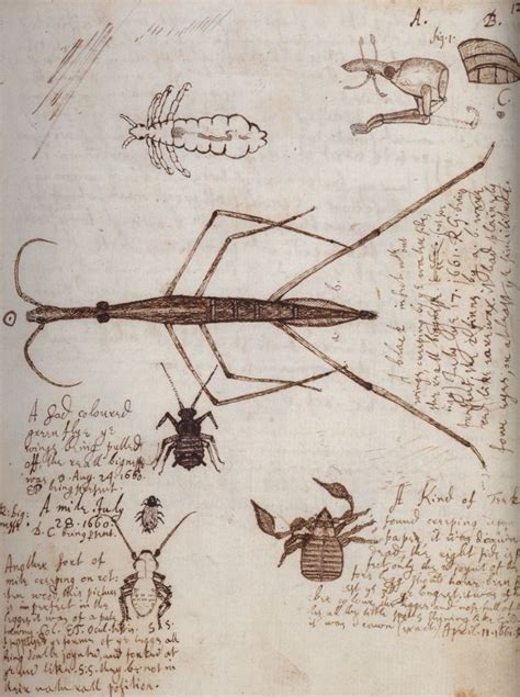 Robert Hooke | Scientific illustration, Engraving illustration, Natural history