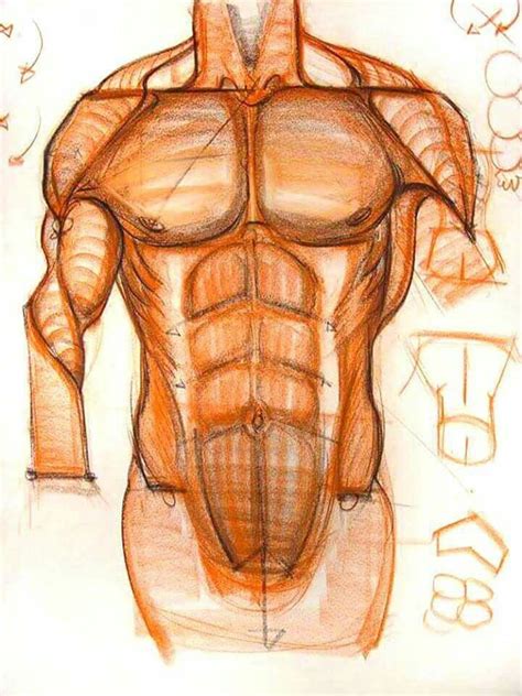 Figure Drawing Tutorial, Male Figure Drawing, Figure Drawing Reference, Anatomy Reference, Human ...