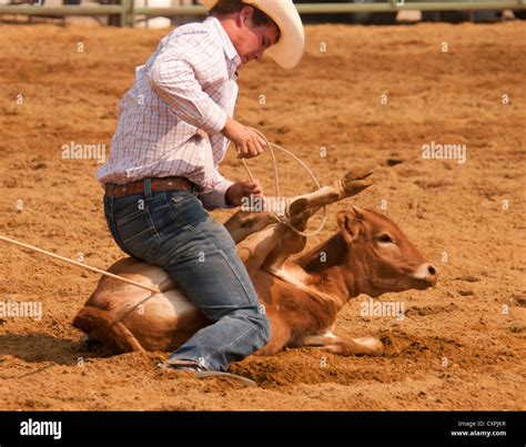 Cowboy tying up calf during calf roping event at the Rodeo, Bruneau, Idaho, USA Stock Photo - Alamy