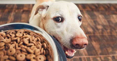 Should I Worry If My Pet’s Food Is Recalled? | ASPCA