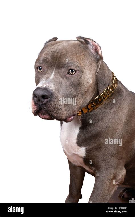 American bully head hi-res stock photography and images - Alamy