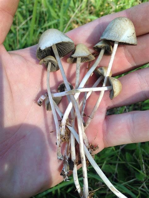 SouthCoast Gold/Panaeolus Cyanescens - Mushroom Hunting and ...