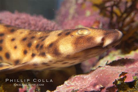 Juvenile swell shark, Cephaloscyllium ventriosum photo, #14494