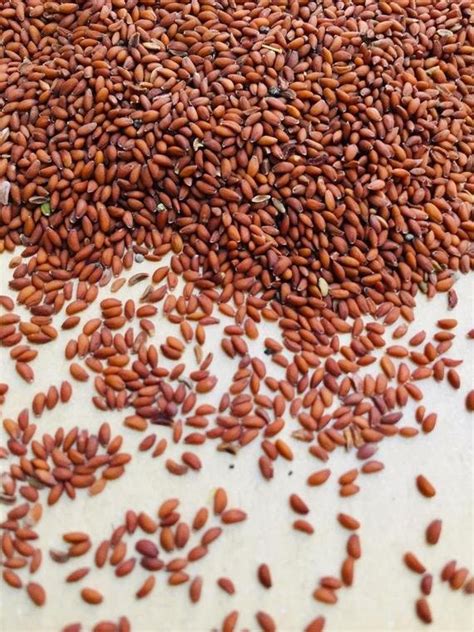 Natural Brown Halim Seeds / Garden Cress Seeds / Asaliya at Rs 50000/ton in Mandsaur