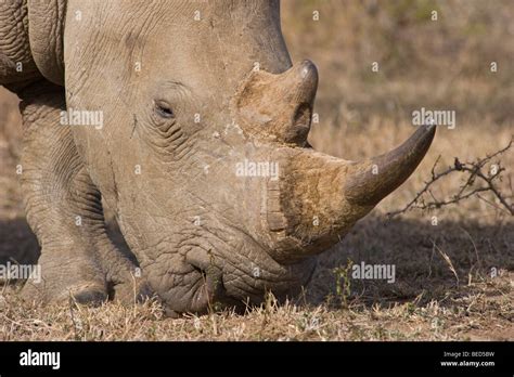 White Rhino eating Stock Photo - Alamy