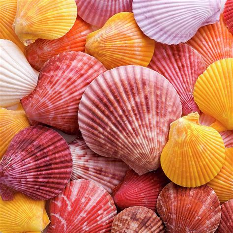 Colourful Scallop Shells Photograph by Science Photo Library