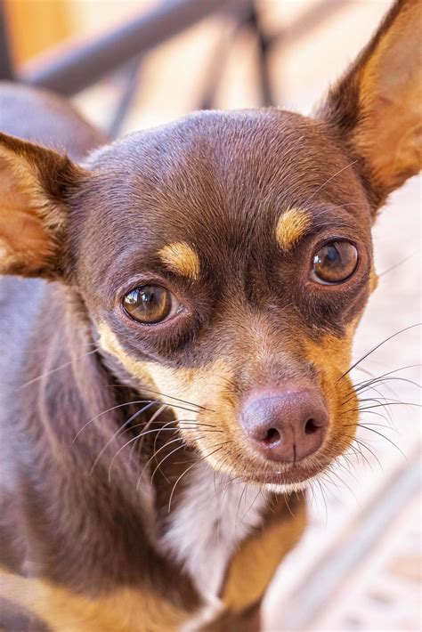 Mexican brown Chihuahua dog portrait looking lovely and cute Mexico. 4957341 Stock Photo at Vecteezy