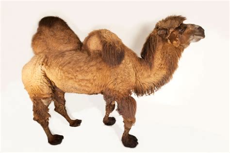 Number Of Humps On A Bactrian Camel - Besides their humps, camels have ...