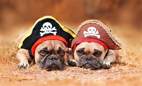 300 Pirate Dog Names for Your Pooch! Yaaaar, Mutt Matey!