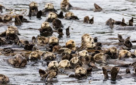 Raft of Sea Otters floating among kelp near Koniuji Island in Kupreanof ...