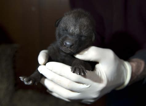 Litter of Rare, Scruffy-Necked Wolf Pups Born in Virginia | Live Science