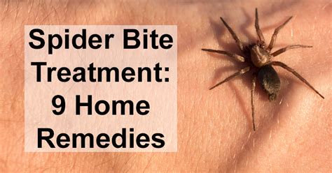How To Identify Spider Bites And Treat Them - vrogue.co