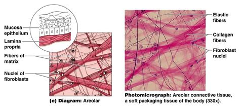 areolar tissue diagram - Google Search | Body tissues, Tissue types ...