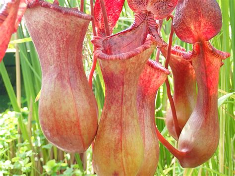 Around the World at the Oxford Botanic Garden - Botany Karen