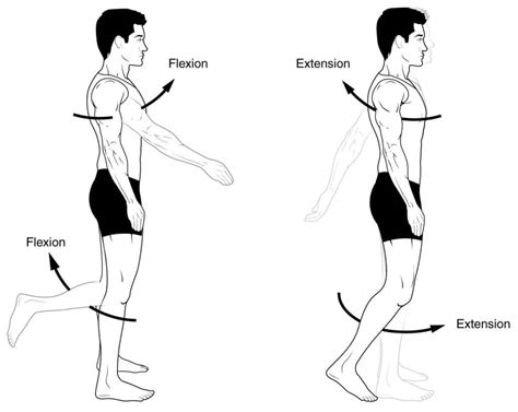 Les mouvements de flexion et d'extension sont des mouvements de courbure dans un plan sagittal ...