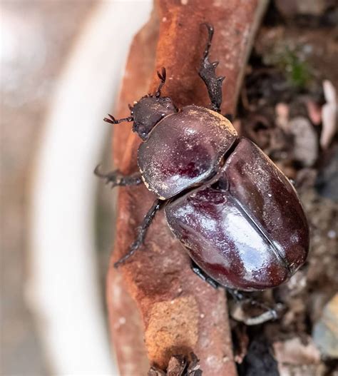 Dung beetle derby information | National Geographic