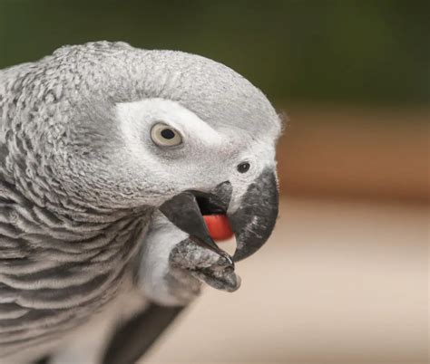 How Can I Train My African Grey Parrot To Talk? - AtractivoPets