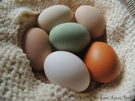 Linn Acres Farm: Why do Hens Sing the Egg Song?