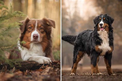 A Guide On The Australian Shepherd Bernese Mountain Dog Mix