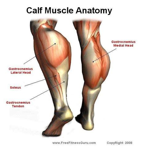 Pictures Of Calf Muscle