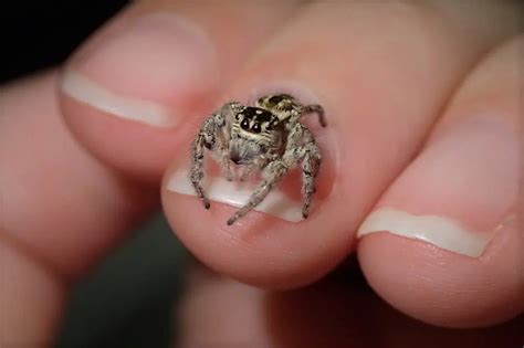 8 AMAZING jumping spiders types you can get as pets | ExoPetGuides