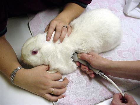 Heart: disease in Rabbits (Lapis) | Vetlexicon