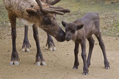 Baby Reindeer Born at San Diego Zoo | Live Science