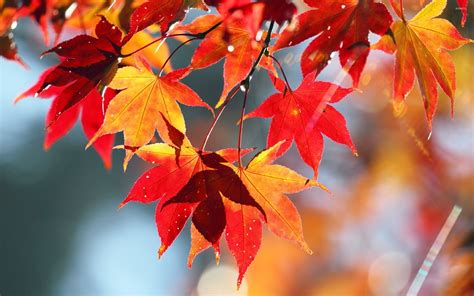 Fall Maple Leaves Wallpapers - 4k, HD Fall Maple Leaves Backgrounds on ...