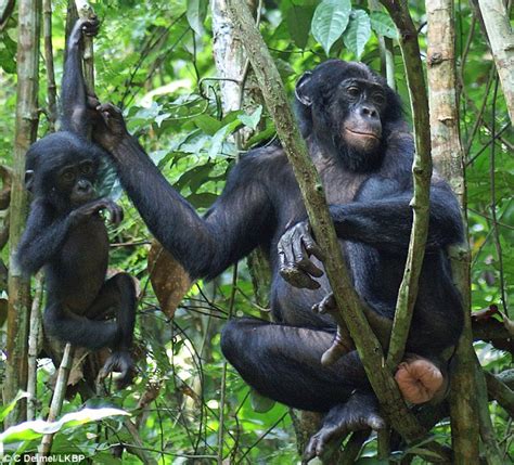 Female bonobos apes dominate societies by LYING to males about when they can conceive | Daily ...