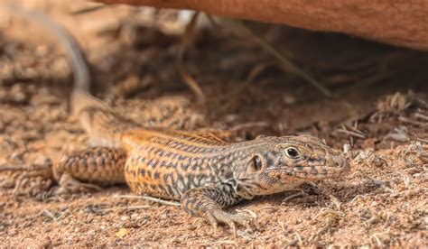 Northern whiptail lizard... — GEOPHOTOSCAPES