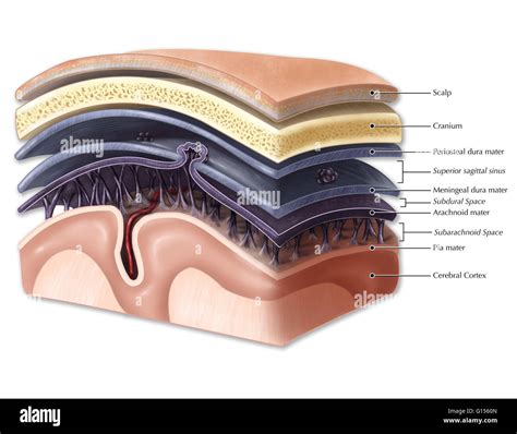 An illustration of the membranes that enclose the brain and spinal cord ...