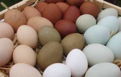 7 Tips For Keeping Backyard Chicken Eggs Safe To Eat | Survival | Before It's News