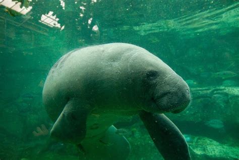 Homosassa Springs: Florida Manatee and Wildlife Adventure - WanderWisdom