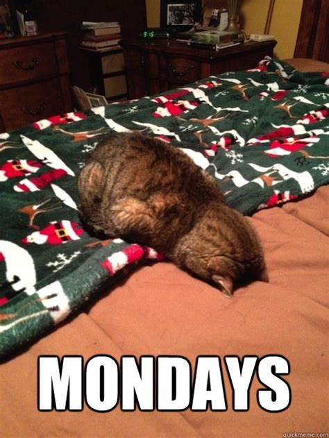 MONDAYS - Monday Cat - quickmeme