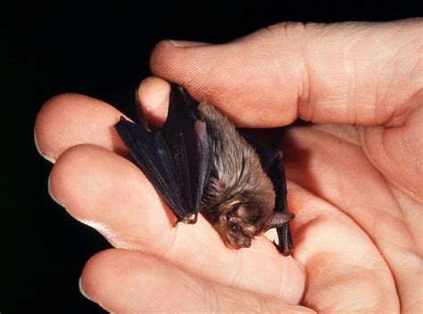Belize's Tiniest Little Bat "Bumblebee Bat" - Belize Budget Suites