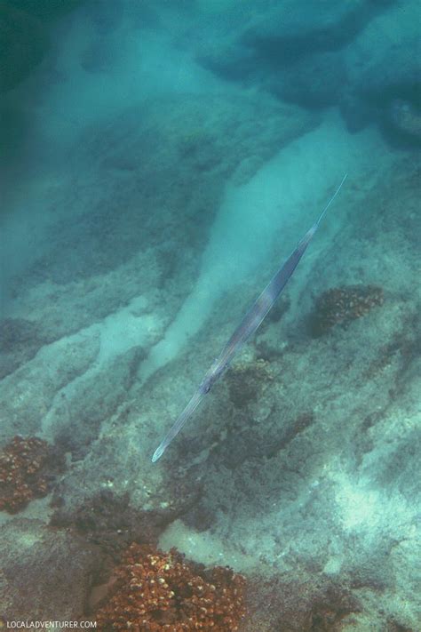 Snorkeling Cabo San Lucas with Cabo Expeditions