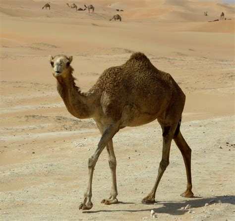 Fotos gratis : paisaje, arena, Desierto, fauna silvestre, camello, dromedario, vertebrado ...