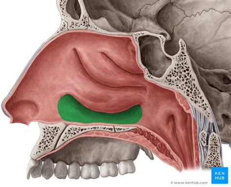 Nasal Meatus Anatomy