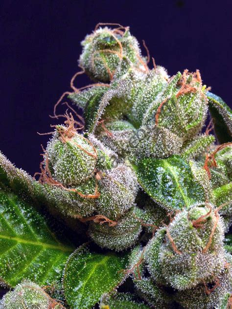 History of marijuana strains - Alchimia blog