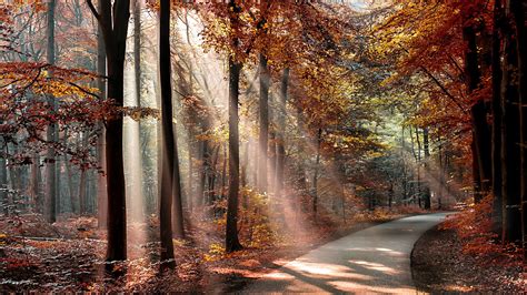 Fondos de pantalla : luz de sol, Árboles, paisaje, bosque, otoño, hojas, naturaleza, Plantas ...