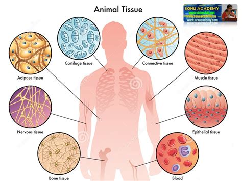 Animal Cells Muscle Tissue / Overview of Muscle Tissues - Get acquainted with animal tissues ...