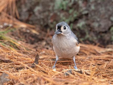 What Do Tufted Titmouse Eat? (Diet + Behavior) - Unianimal