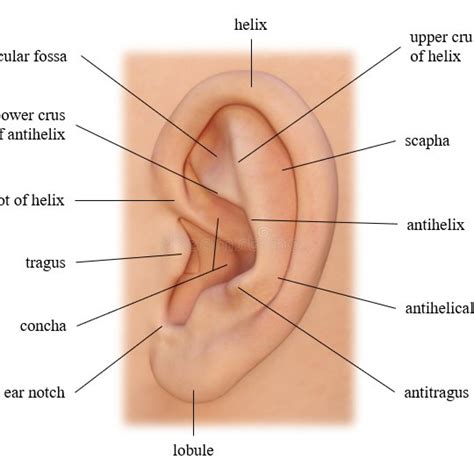 Outer ear structure, image elaborated by the author. | Download ...