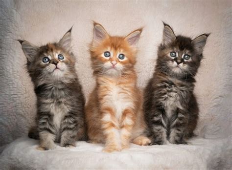 Maine Coon Kittens for Sale in Canada: 2024 Breeders List - Catster