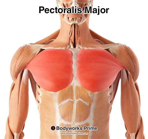 The Muscles of Respiration Jeopardy Template