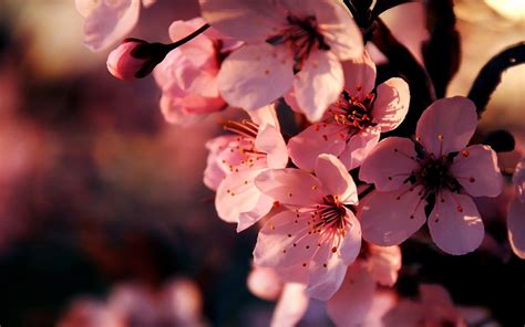 Pink Flowers Wallpapers HD Free Download