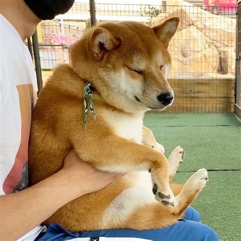 아무리봐도 이 사진 너무 귀엽다... | Shiba inu, Dogs, Corgi