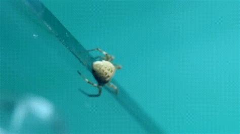So spiders poop apparently : awwwtf